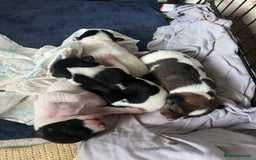 Jack Russell dogs for sale: Jack Russel puppies  - Image 3