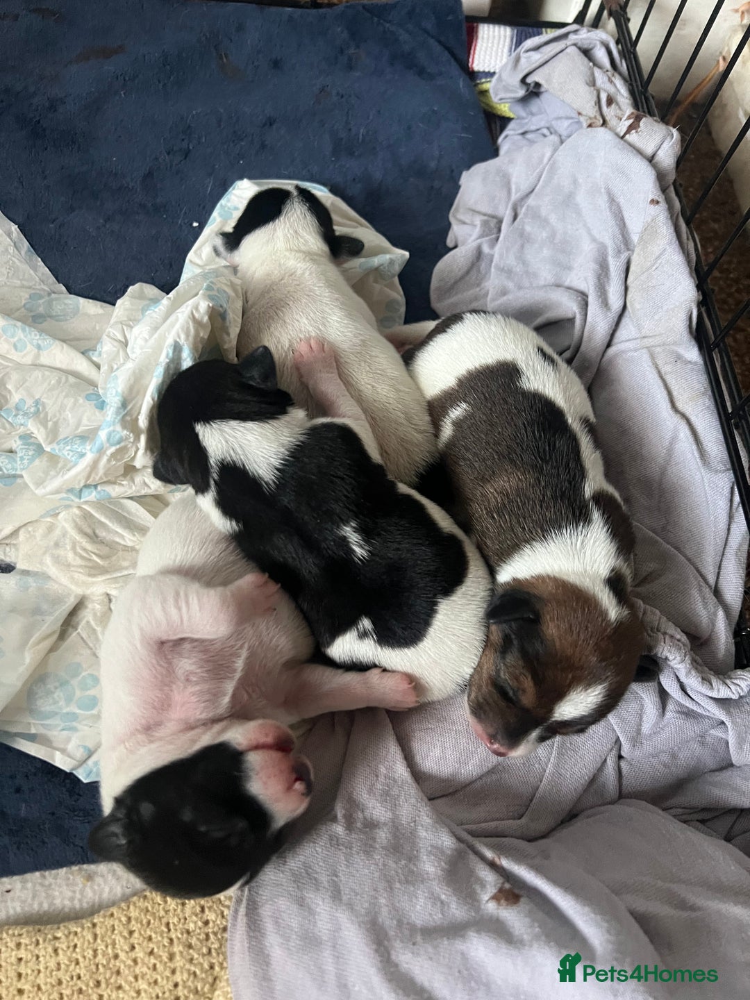 Jack Russell dogs for sale: Jack Russel puppies  - Image 3