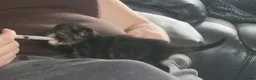 Mixed Breed cats for sale: 4 stunning kittens - Advert 7