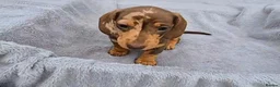 Miniature Dachshund dogs for sale: Gorgeous KC Registered, PRA Clear puppies  in Harlow - Advert 37