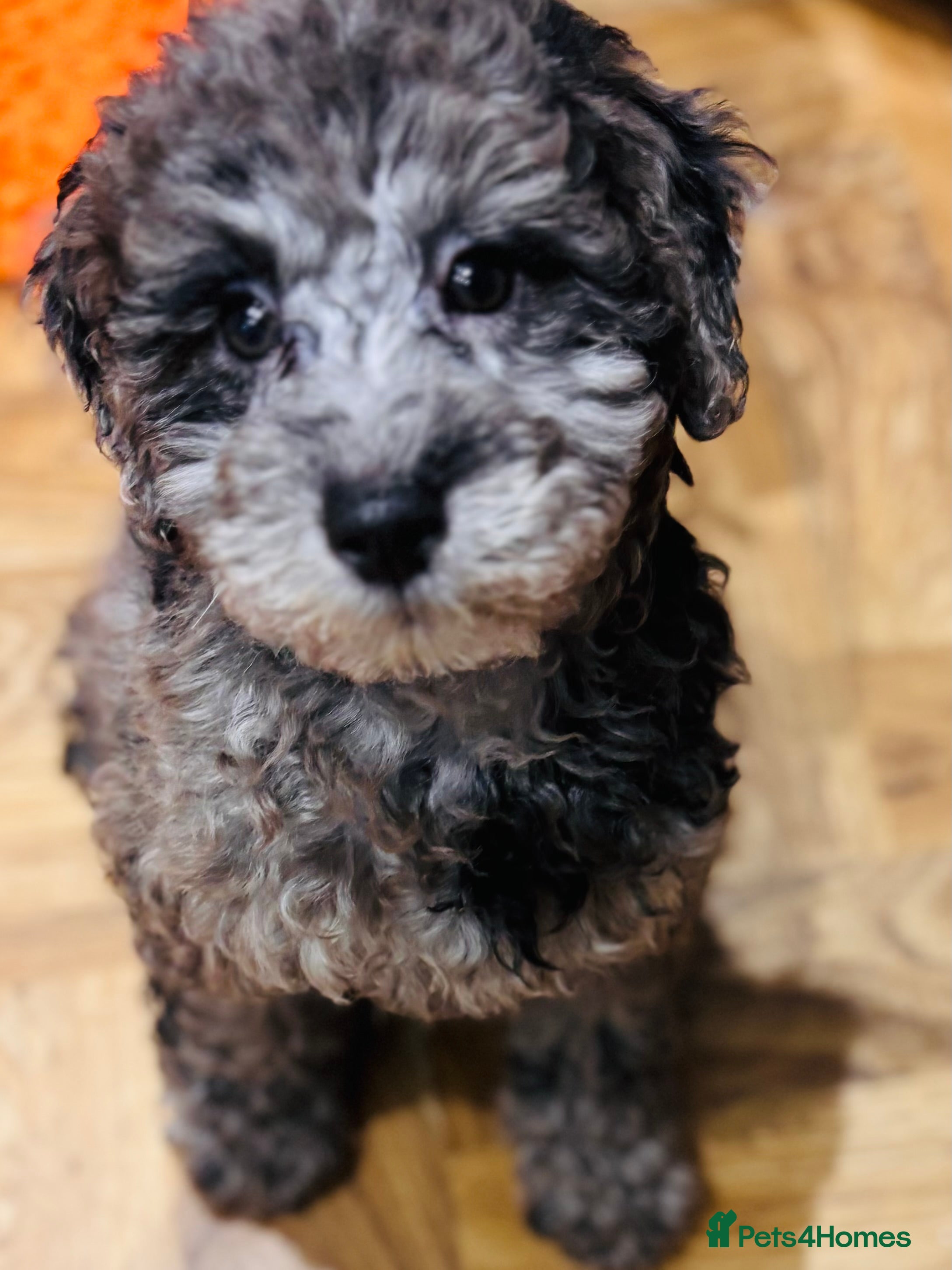 Mixed Breed dogs Smaller sized toy x mini poodle puppies  - Advert 17