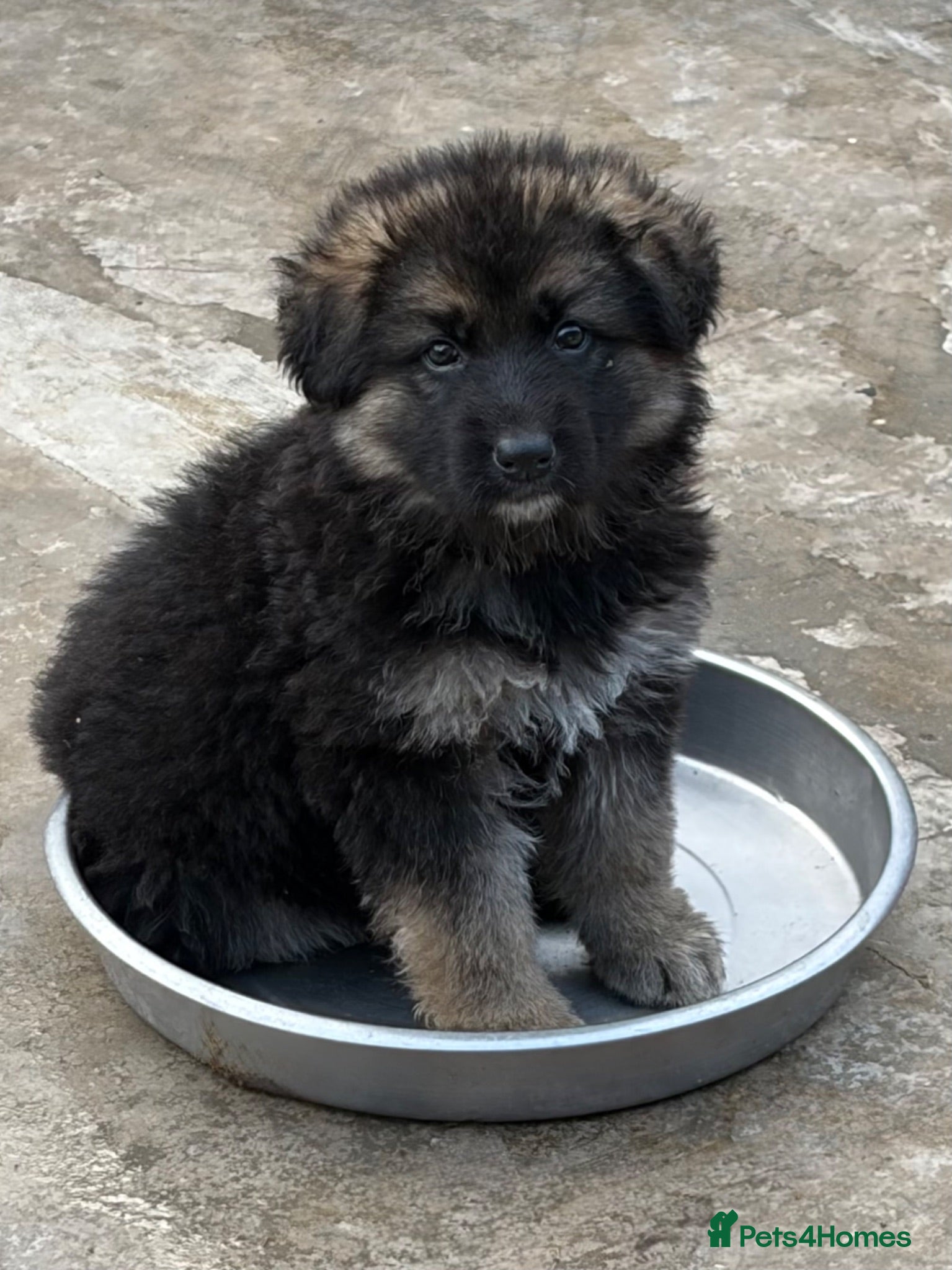 German Shepherd dogs German Shepherd pups - Advert 16
