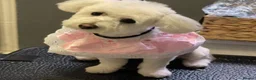 Bichon Frise dogs for sale: For sale 1 puppy Bichon frise  - Advert 7