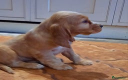 Cocker Spaniel dogs for sale: Golden cocker spaniel  - Image 5