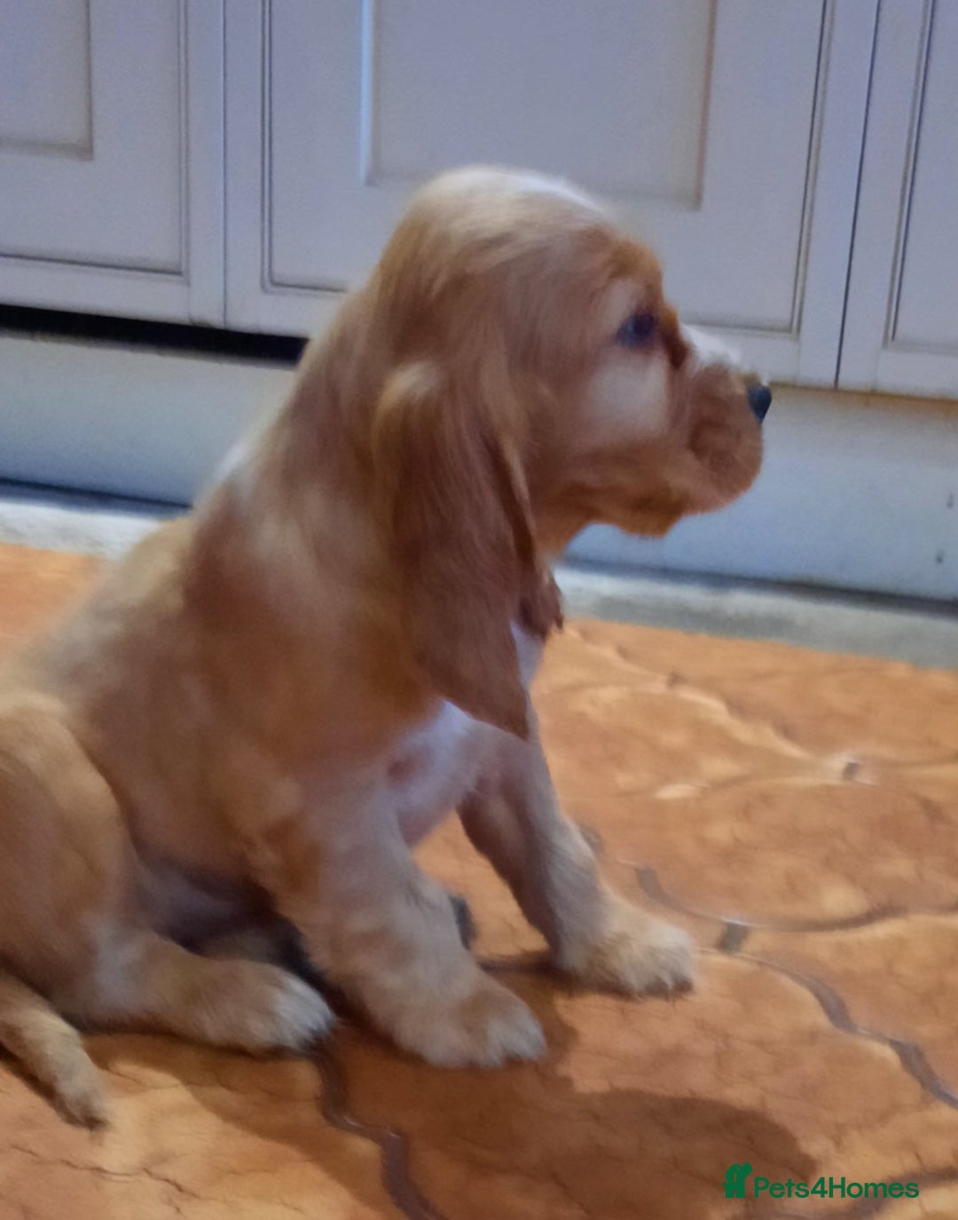 Cocker Spaniel dogs for sale: Golden cocker spaniel  - Image 5