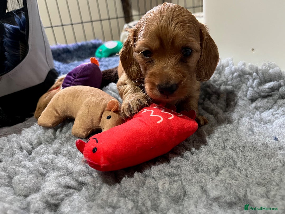 Miniature Dachshund dogs for sale: Gorgeous Miniature Long Haired Dachshund Boys - Advert 9