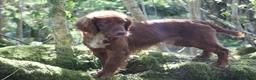 Cocker Spaniel dogs for stud: Fully Health Tested Dark Red W/Cocker Spaniel Stud in Totnes - Advert 5