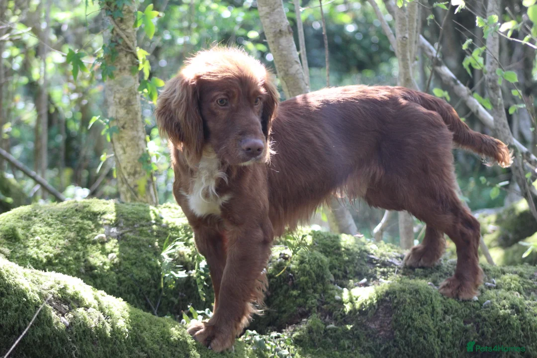 Cocker Spaniel dogs for stud: Fully Health Tested Dark Red W/Cocker Spaniel Stud in Totnes - Advert 5