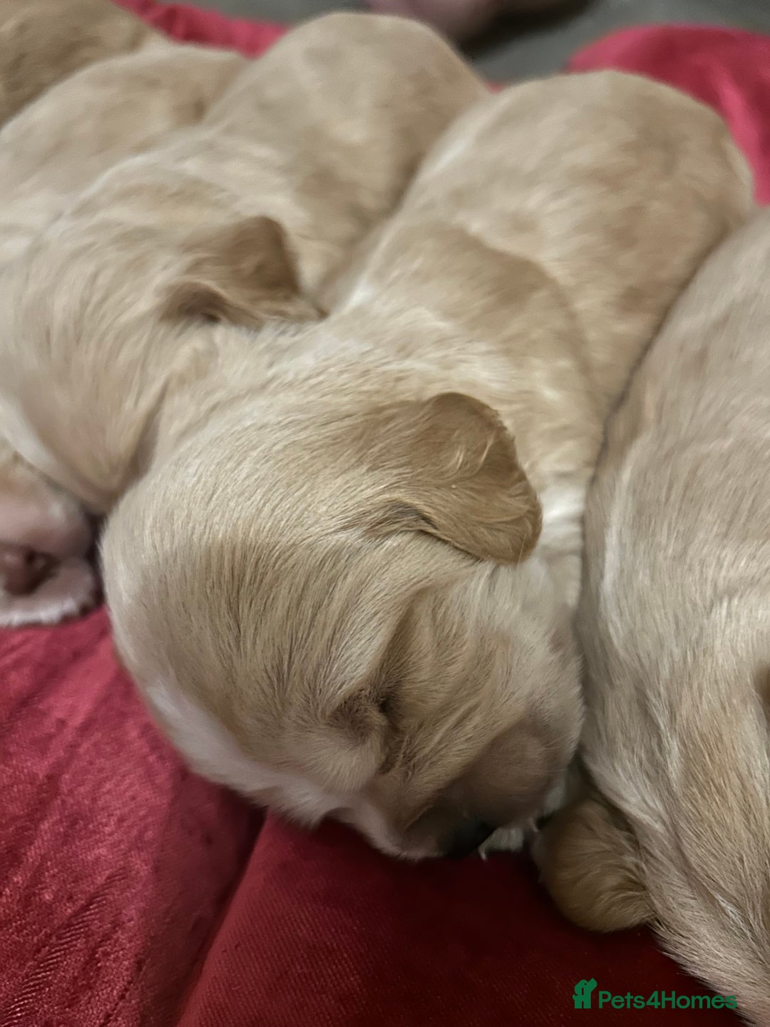 Cocker Spaniel dogs for sale: 7 Cocker Spaniel Puppies. 💙💙💙💙🩷🩷🩷 - Image 2