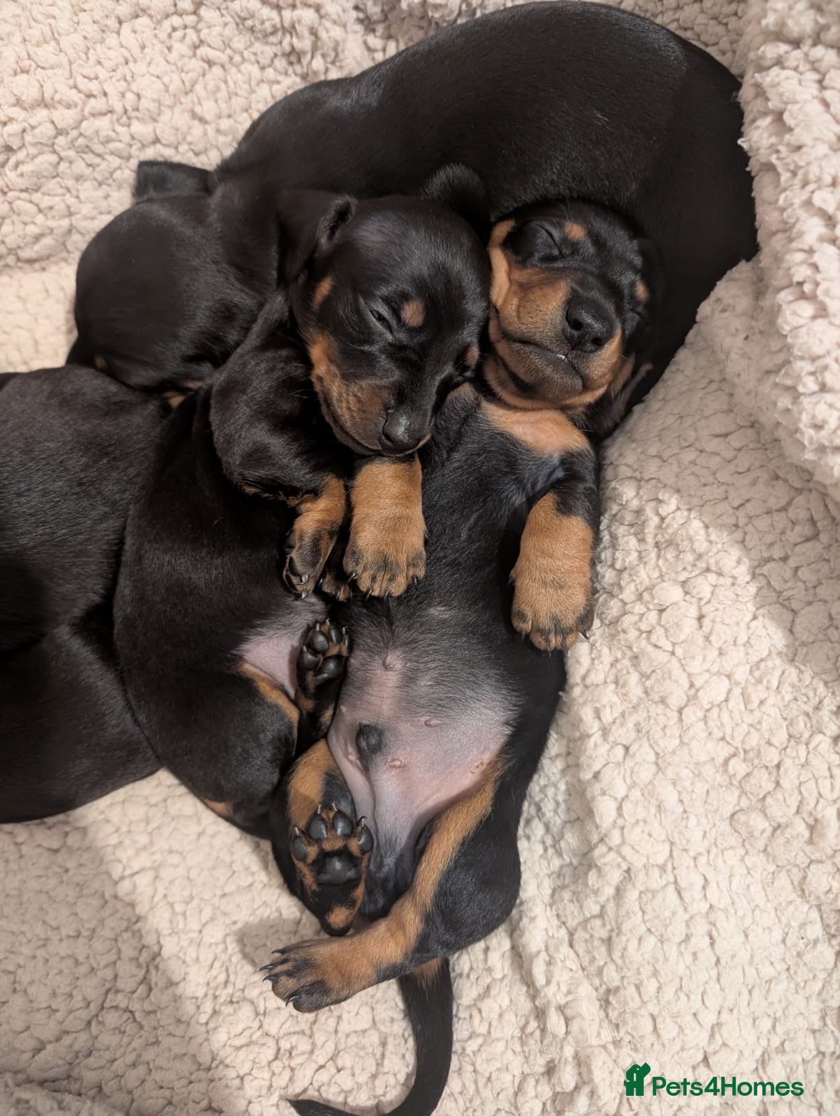 Miniature Dachshund dogs Miniature dachshund puppies  - Advert 6