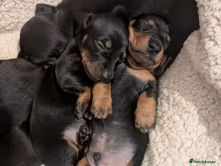 Miniature Dachshund dogs Miniature dachshund puppies - Advert 6