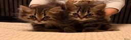 Persian cats for sale: READY TO LEAVE - OFFERS CONSIDERED  in Telford - Advert 2
