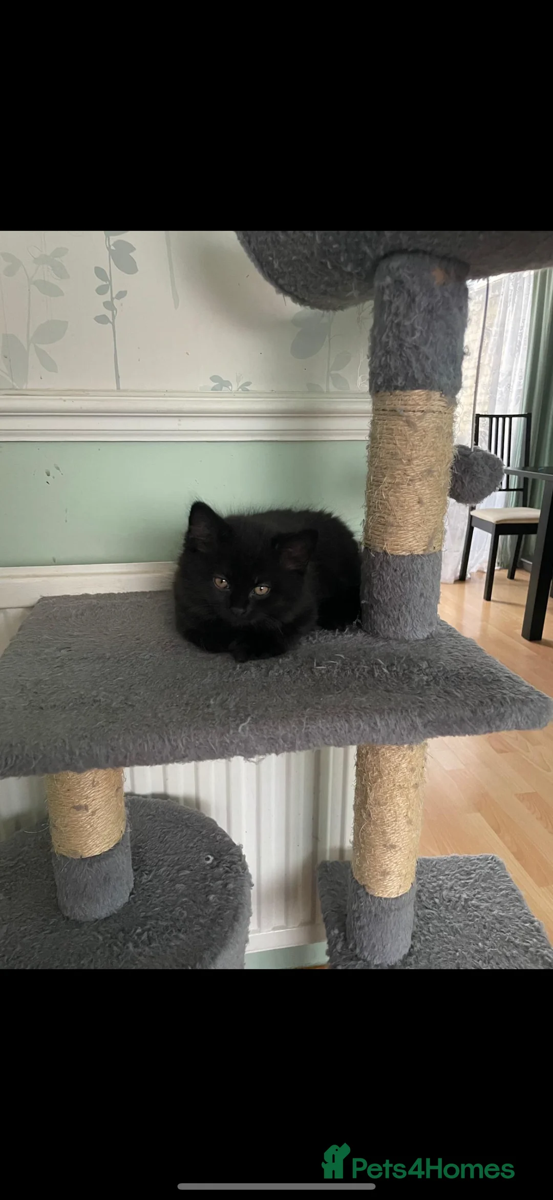 British Longhair cats for sale: DISABLED British long hair kitten - Advert 5