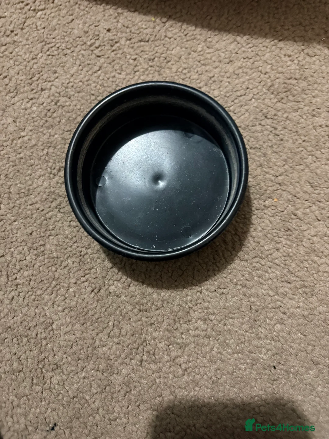 Corn Snake reptiles for sale: Corn snake for sale  - Advert 4