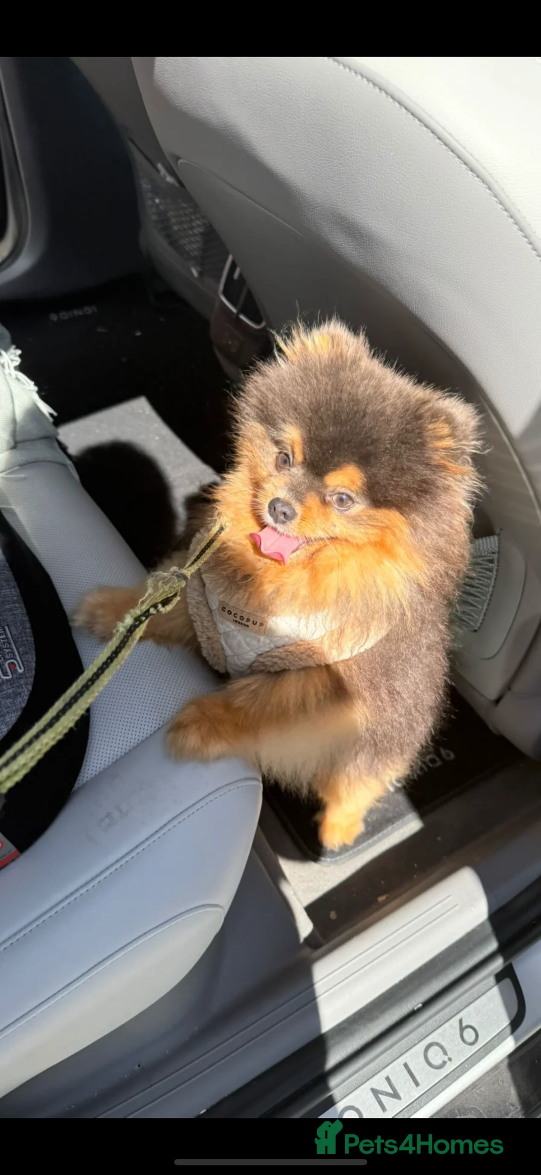 Pomeranian dogs for sale: PERFECT STUD BOY BLUE AND TAN  - Advert 7
