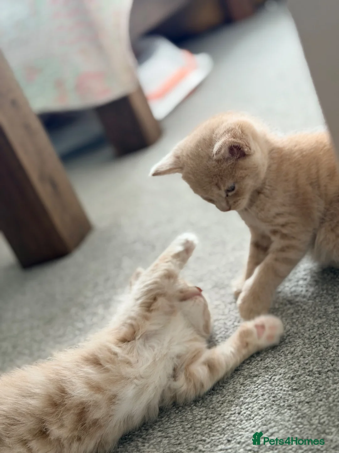 Mixed Breed cats for sale: Maine Coon X British shorthair  - Advert 2