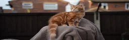 Maine Coon cats for sale: XL Pedigree Maine coon kittens - Advert 20
