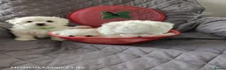 Maltese dogs for sale: Pure❤️ Maltese❤️puppies❤️  - Advert 4