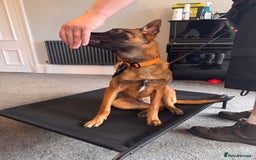 Belgian Shepherd Dog dogs for sale: Kairo - Urgent Rehome - Image 23
