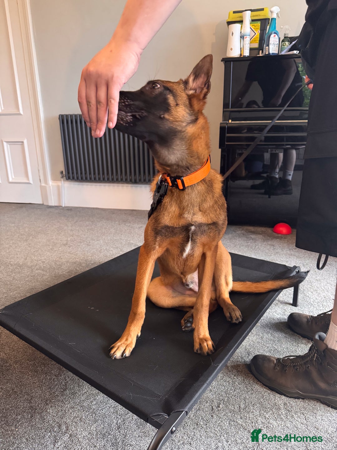 Belgian Shepherd Dog dogs for sale: Kairo - Urgent Rehome - Image 23