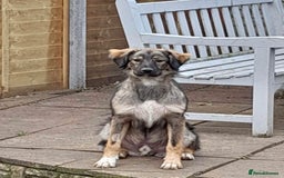 Mixed Breed dogs for adoption: Meet Little BEAR, a Lovely but naughty Boy... - Image 37
