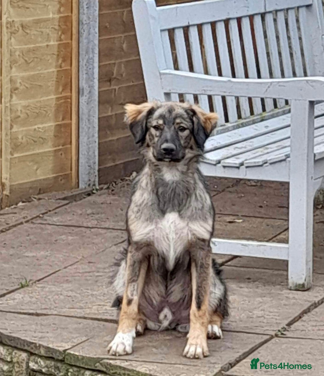 Mixed Breed dogs for adoption: Meet Little BEAR, a Lovely but naughty Boy... - Image 37