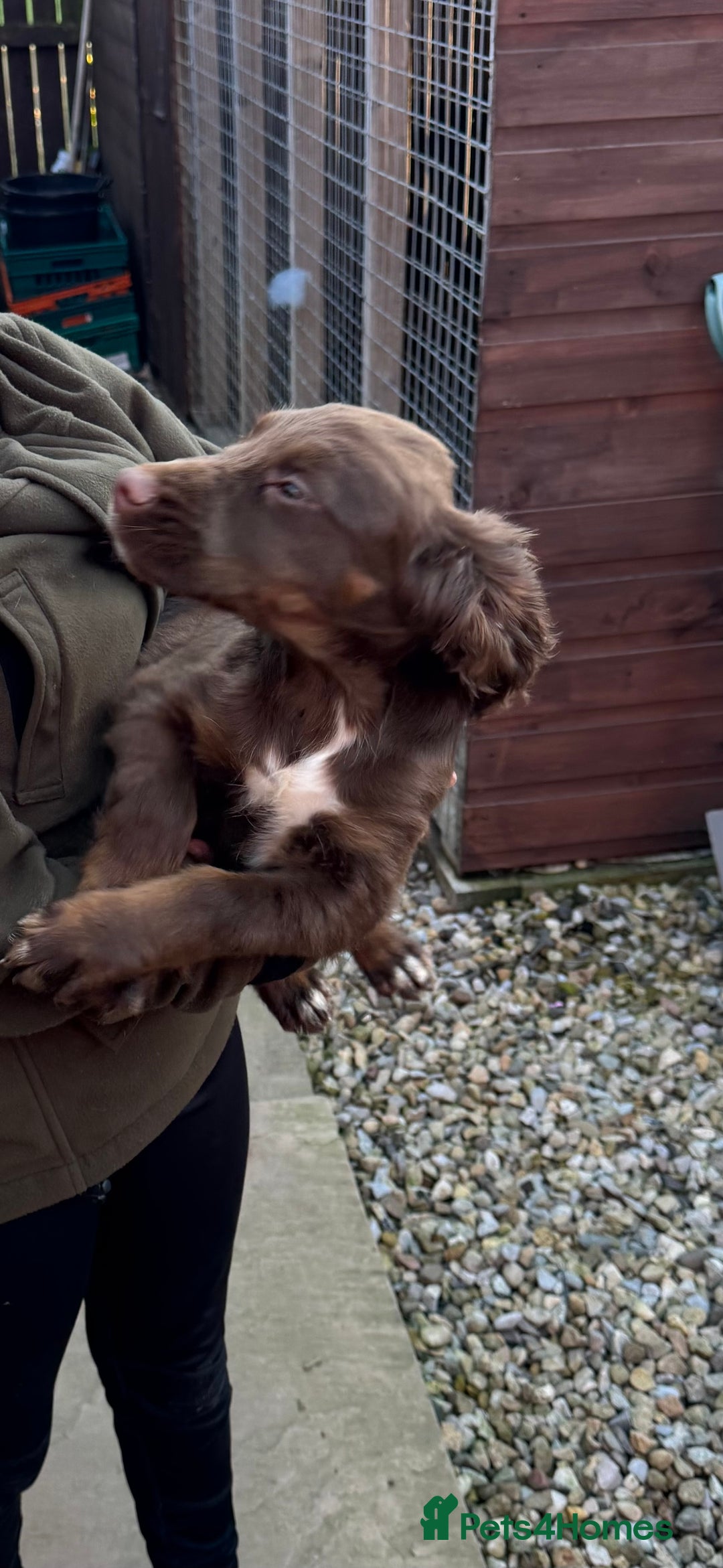 Cocker Spaniel dogs for sale: Working cocker spaniels  - Image 40