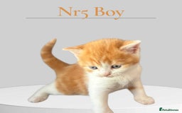 Scottish Fold cats for sale: 3 Scottish Fold Boys STILL AVAILABLE - Image 25