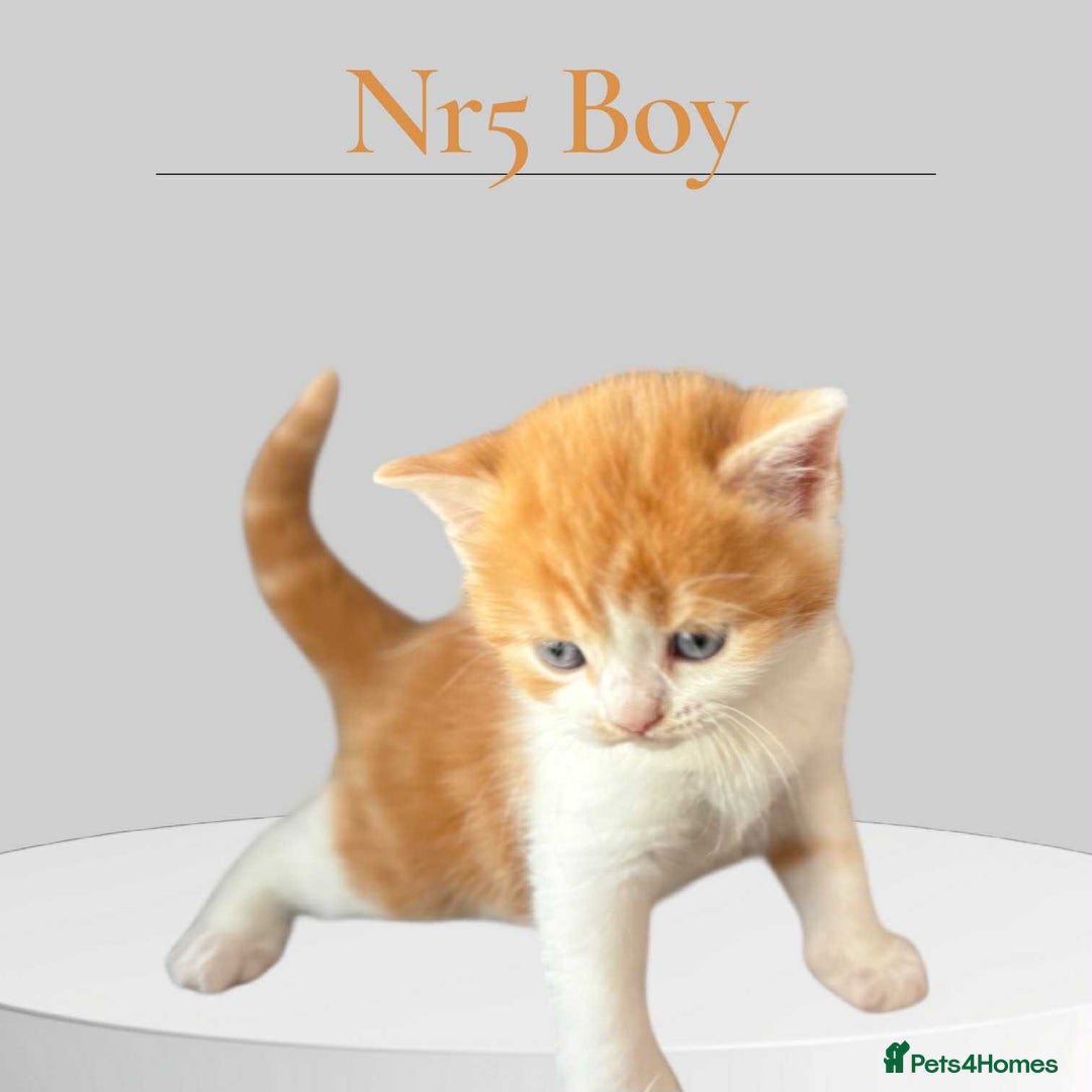 Scottish Fold cats for sale: 3 Scottish Fold Boys STILL AVAILABLE - Image 25