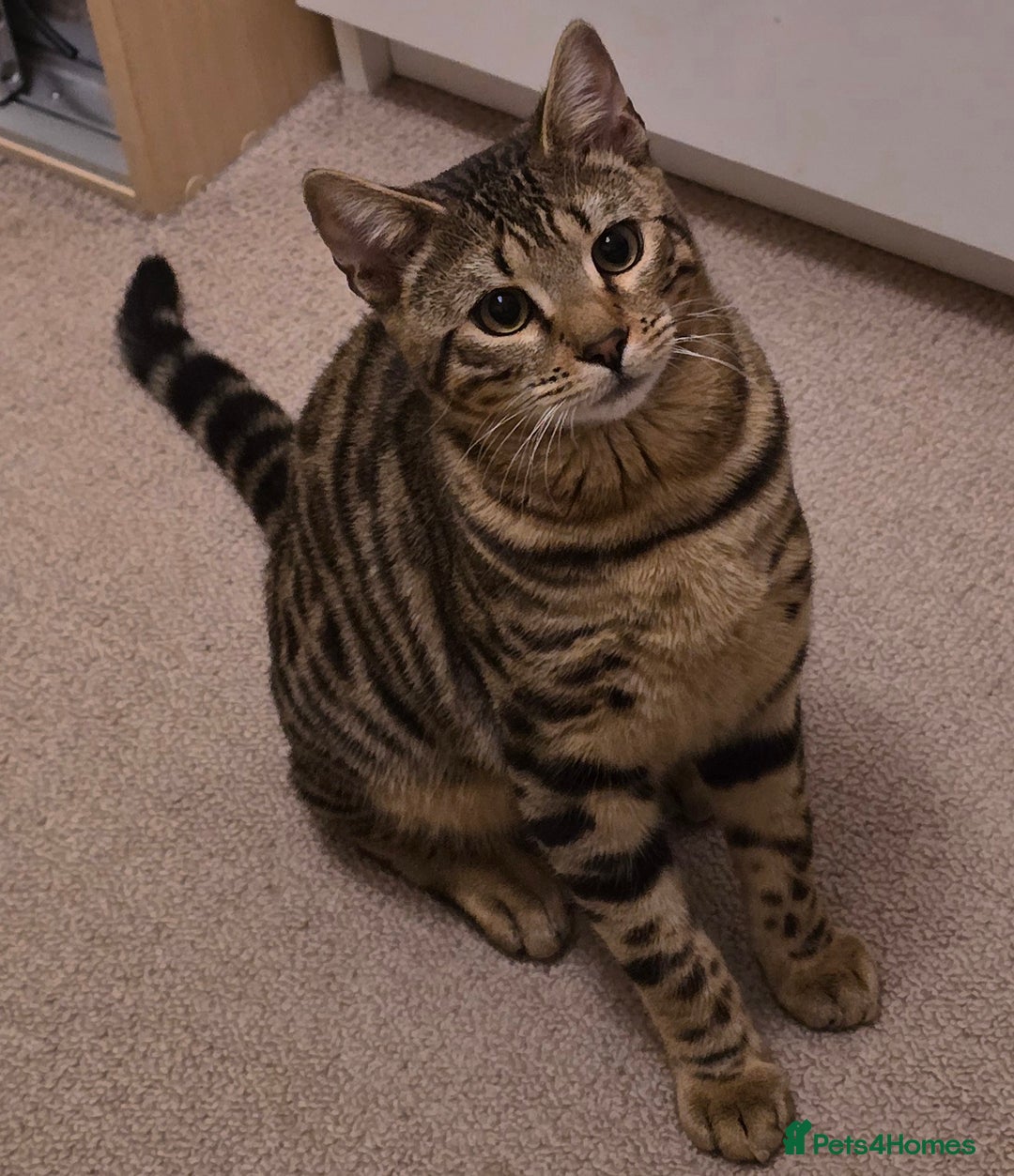 Bengal cats for sale: Male Bengal kitten 8 month Un-neutered  - Advert 1