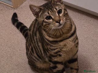 Bengal cats Male Bengal kitten 8 month Un-neutered - Advert 9