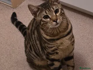 Bengal cats Male Bengal kitten 8 month Un-neutered - Advert 18