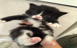 Mixed Breed cats for sale: UPDATED PHOTOS *4 beautiful kittens for sale  - Image 1