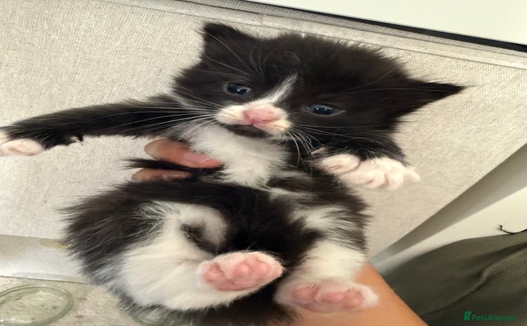 Mixed Breed cats - Advert 12