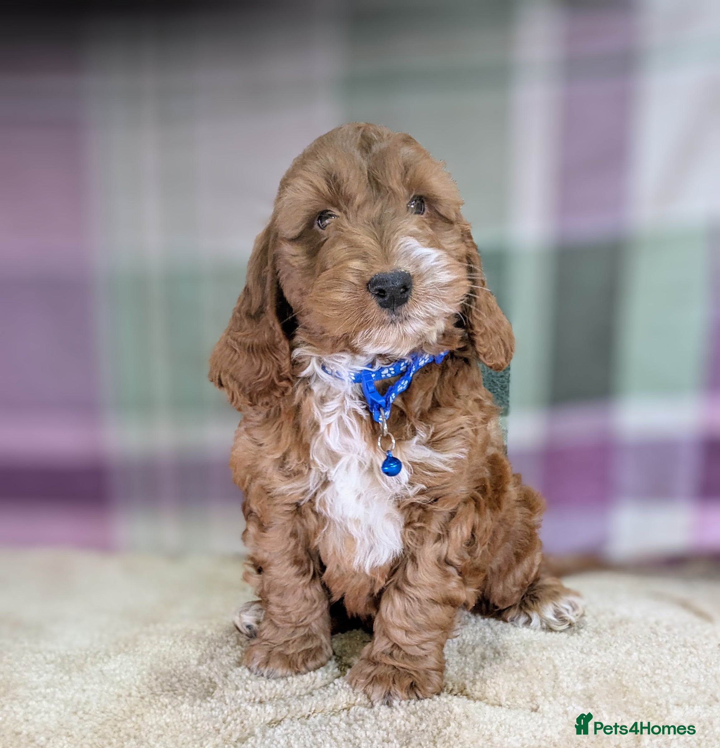 Cockapoo dogs Your Next Furry Family Member Awaits!  - Advert 1