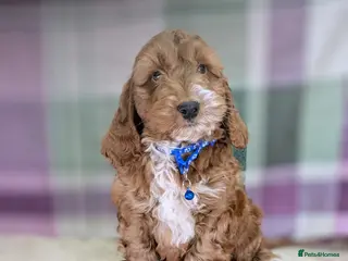 Cockapoo dogs Your Next Furry Family Member Awaits! - Advert 1