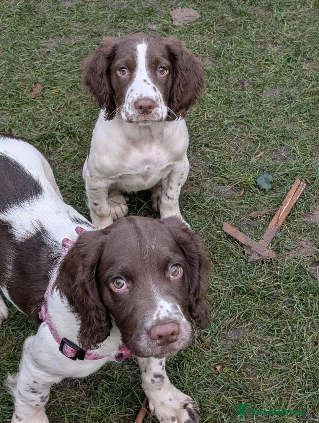 English Springer Spaniel dogs for stud: English Springer Spaniel Stud in Derby - Advert 22