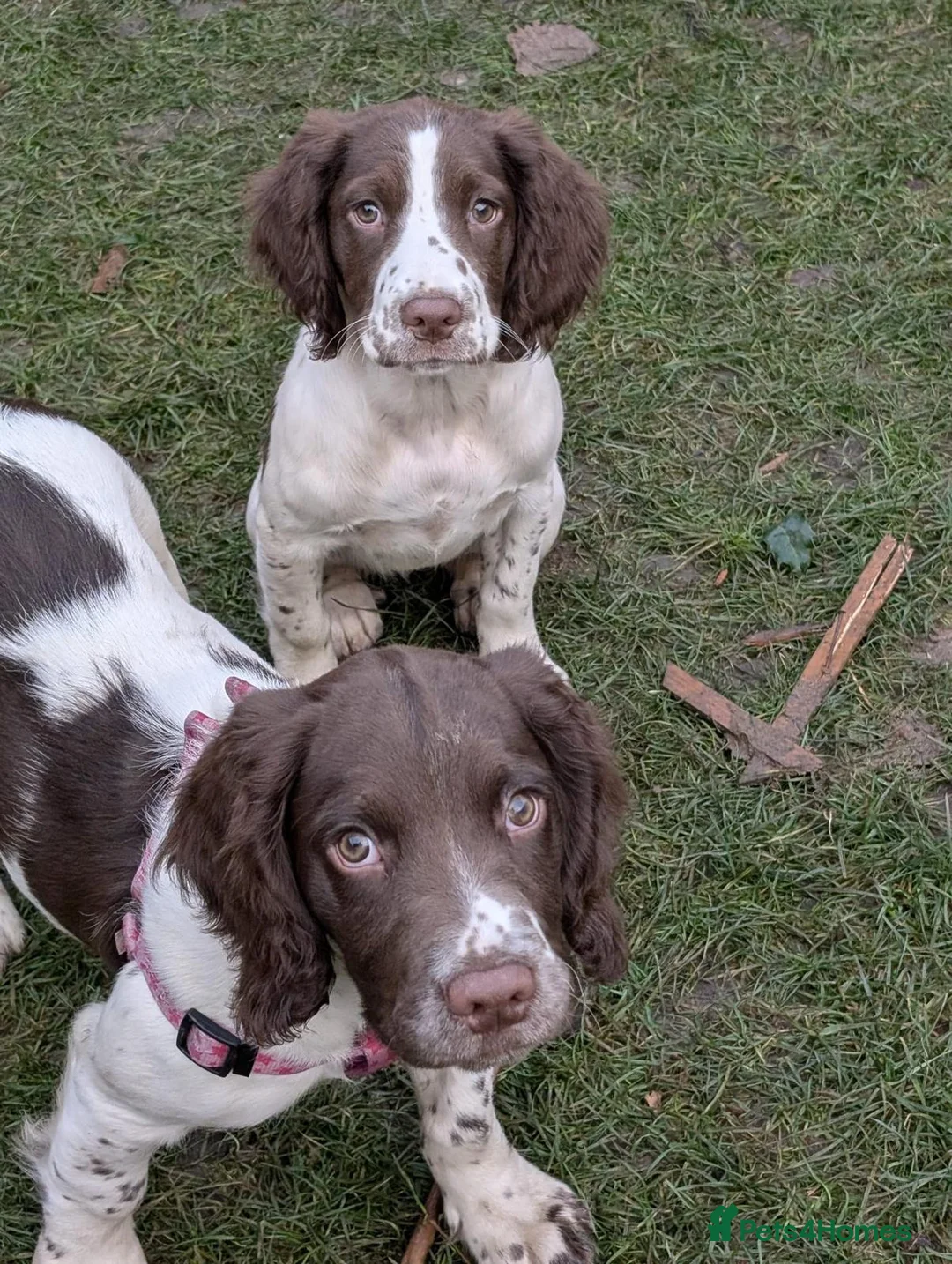 English Springer Spaniel dogs for stud: English Springer Spaniel Stud in Derby - Advert 22