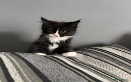 Maine Coon cats for sale: Maine coon and maine coon cross kittens ready.  - Image 4
