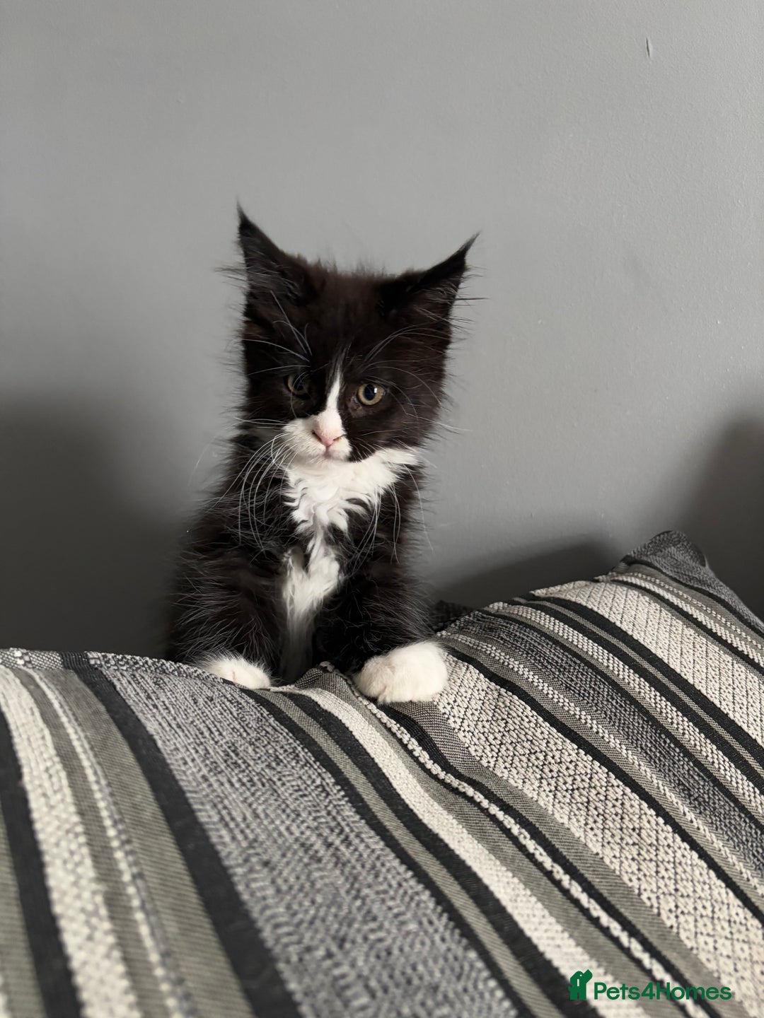 Maine Coon cats for sale: Maine coon and maine coon cross kittens ready.  - Image 4