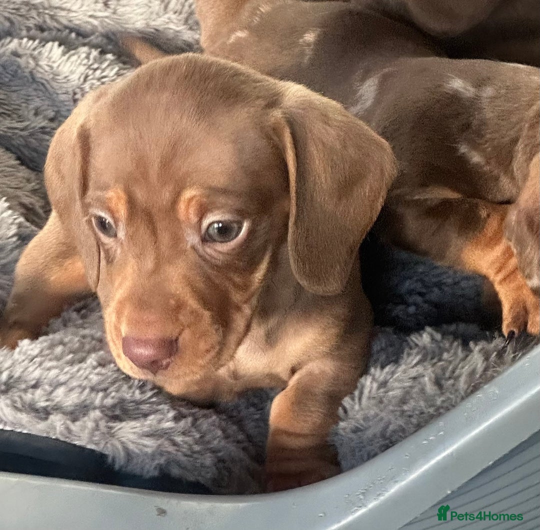Dachshund dogs for stud: Kc studs available 💥both proven  in Bilston - Image 13