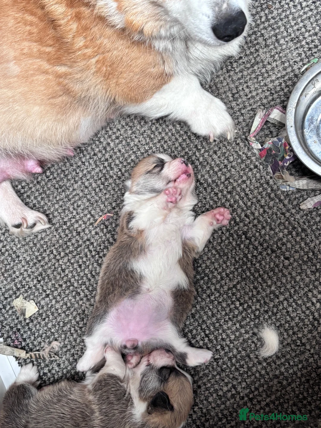 Welsh Corgi Pembroke dogs for sale: KC registered corgi puppy - Advert 22