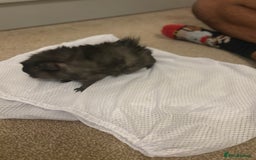 Guinea Pig rodents for sale: 2 boar Guniea pigs - Image 2