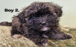 Maltipoo dogs for sale: Maltipoo puppy's - ready august 19th!  - Image 6