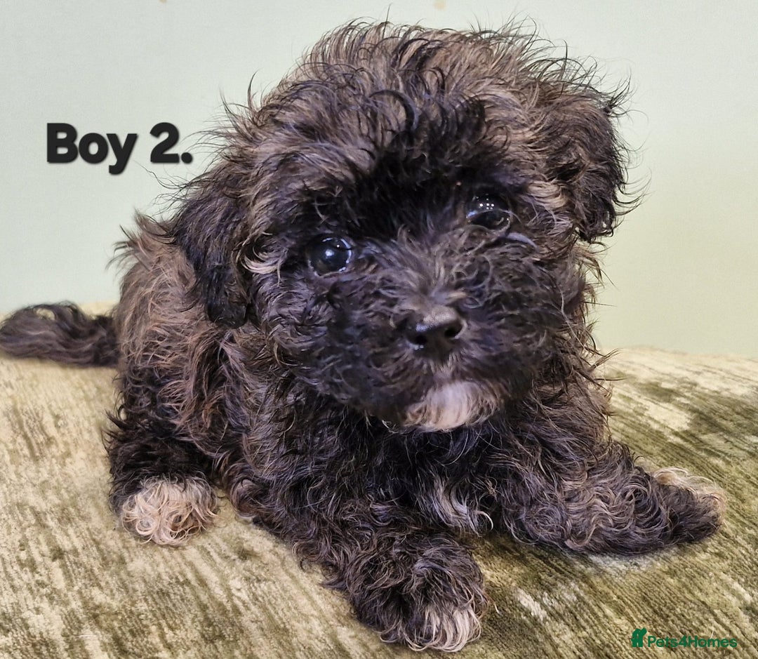 Maltipoo dogs for sale: Maltipoo puppy's - ready august 19th!  - Image 6