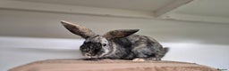 Mixed Breed rabbits for sale: Flint and Moss Vaccinated & Castrated  - Advert 4