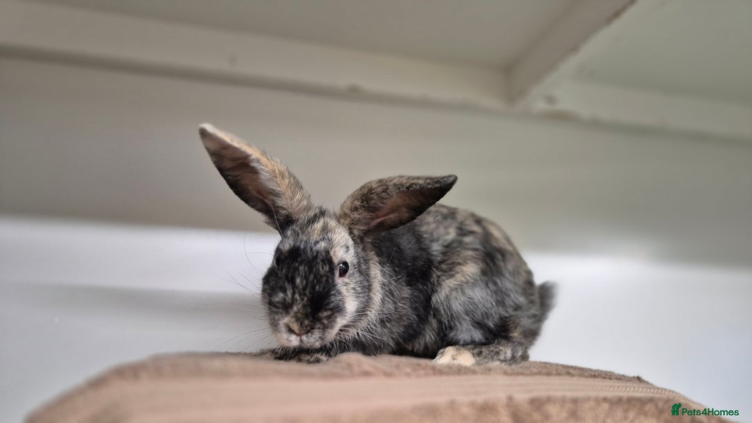 Mixed Breed rabbits for sale: Flint and Moss Vaccinated & Castrated  - Advert 4