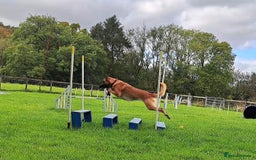 Belgian Shepherd Dog dogs for stud: BVA HEALTH TESTED, Proven, KC, BSD Malinois stud in Treorchy - Image 9
