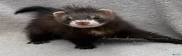 Ferret rodents for sale: ANGELICFERRETS. ONLY 4 JILLS LEFT. READY NOW - Advert 3