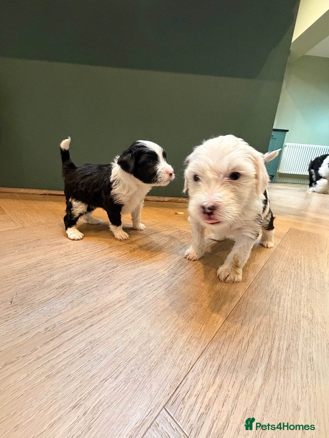 Tibetan Terrier dogs for sale: Beautiful Tibetan Terriers - Advert 7